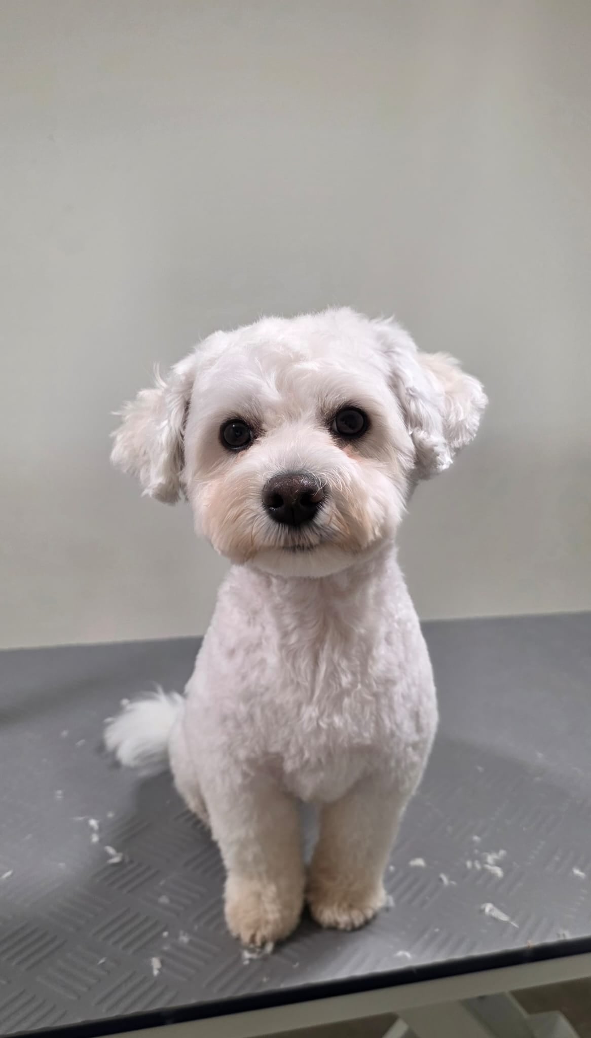 Small white dog with a groomed haircut sitting on a grooming table. Just Groom Me – Trimsalon Alphen aan den Rijn | Professional dog grooming & personalized pet apparel.