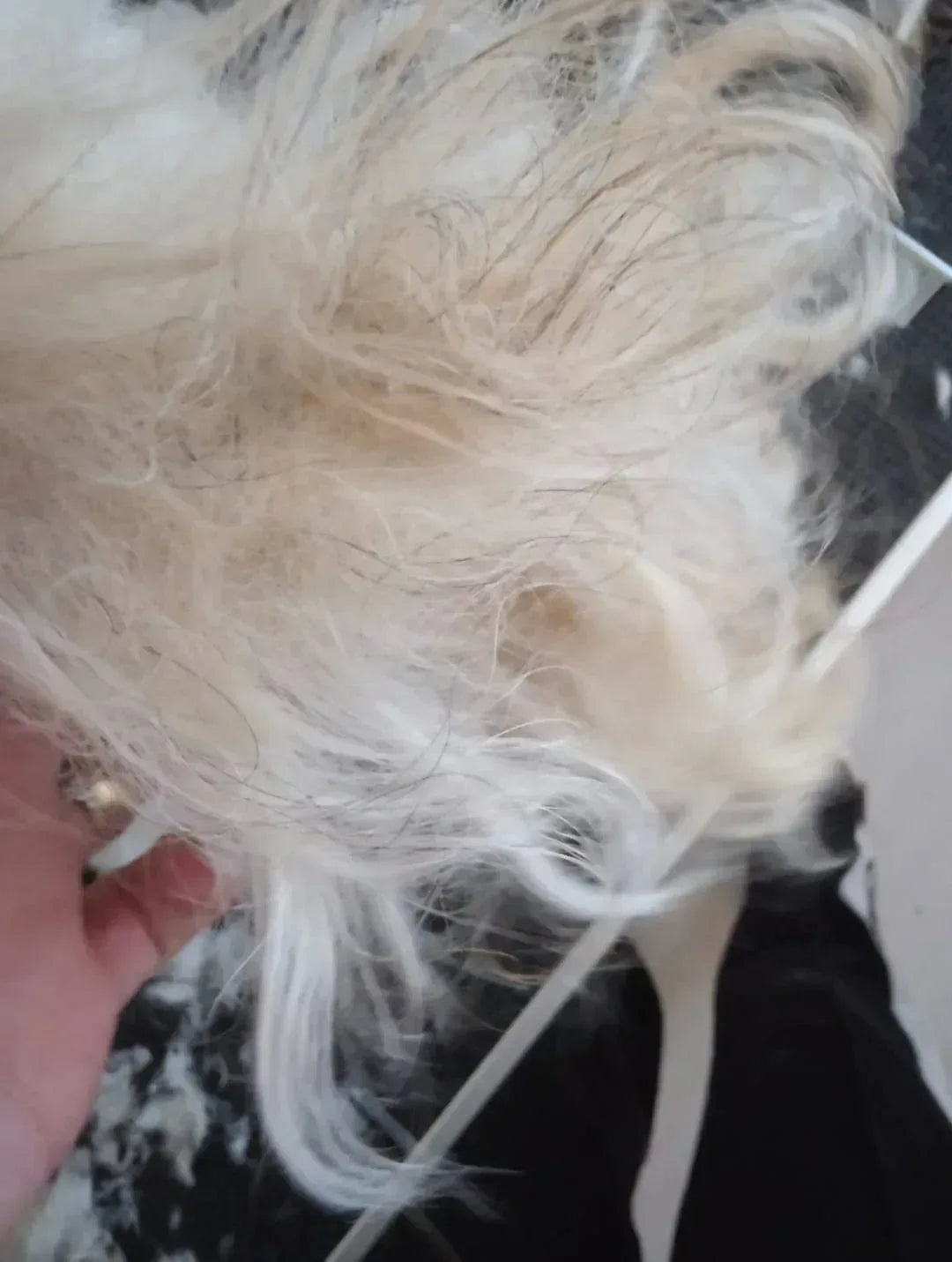 Close-up of a fluffy white dog with a blurred background. Just Groom Me – Trimsalon Alphen aan den Rijn | Professional dog grooming & personalized pet apparel.